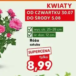 Kaufland Róża w doniczce oferta