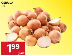 Stokrotka Market CEBULA oferta