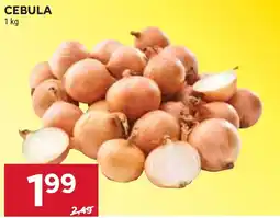 Stokrotka CEBULA oferta