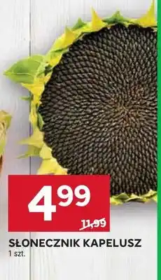 Stokrotka Słonecznik kapelusz oferta