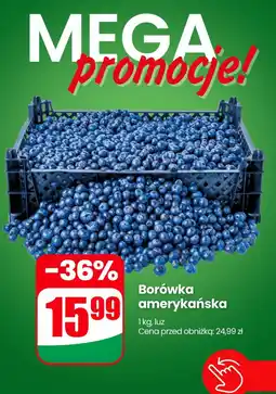 Dino Borówka amerykańska oferta
