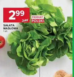 Stokrotka Sałata Masłowa oferta
