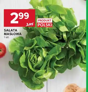Stokrotka Sałata Masłowa oferta