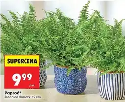 Biedronka Paproć* oferta