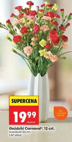 Biedronka Goździki Carnaval oferta