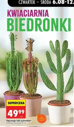 Biedronka Opuncja lub euforbia oferta
