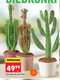 Biedronka Opuncja średnica doniczki 17 cm oferta