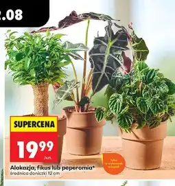 Biedronka Alokazja średnica doniczki 12 cm oferta