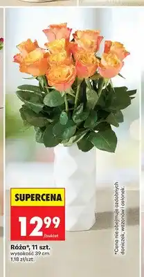 Biedronka Róża 11 sztuk wysokość 39 cm oferta
