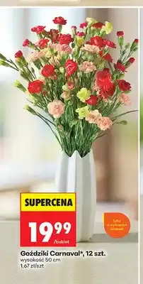 Biedronka Goździki Carnaval 12 sztuk wysokość 50 cm oferta