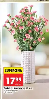 Biedronka Goździki Premium 12 sztuk wysokość 50 cm oferta