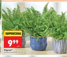 Biedronka Paproć średnica doniczki 12 cm oferta