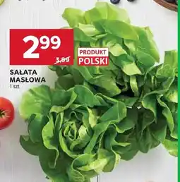 Stokrotka Sałata masłowa polska oferta