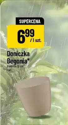 Polomarket Doniczka Begonia 12 cm oferta