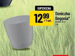 Polomarket Doniczka Begonia 18 cm oferta