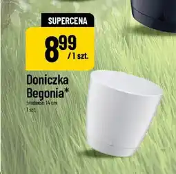 Polomarket Doniczka Begonia 14 cm oferta