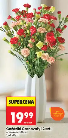 Biedronka Goździki Carnaval, 12 szt oferta