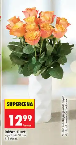 Biedronka Róża, 11 szt oferta