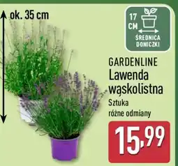 ALDI GARDENLINE Lawenda wąskolistna oferta