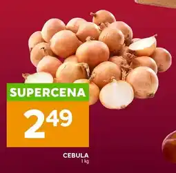 Stokrotka Cebula oferta