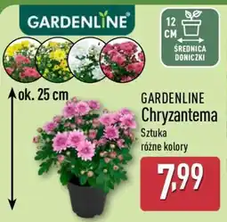 ALDI GARDENLINE Chryzantema oferta