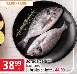 E.Leclerc Dorada cała Scapmaree oferta