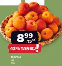 Netto Morela luz oferta