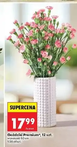 Biedronka Goździki Premium oferta
