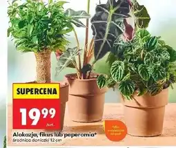 Biedronka Fikus Tako oferta