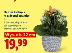 Lidl Roślina kwitnąca w ozdobnej ceramice Spathiphyllum oferta