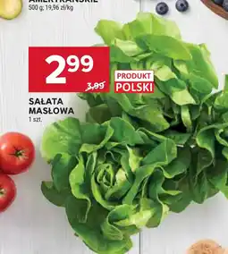 Stokrotka Sałata masłowa Polski oferta