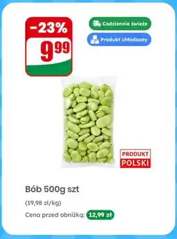 Dino Bób polski oferta