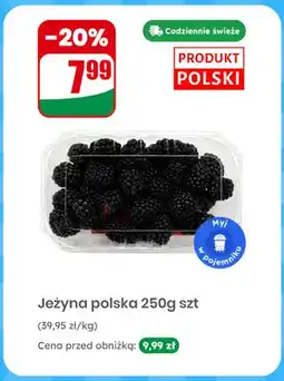 Dino Jeżyna polska oferta