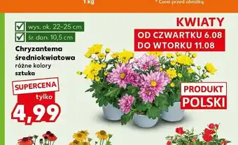 Kaufland Chryzantema średniokwiatowa oferta