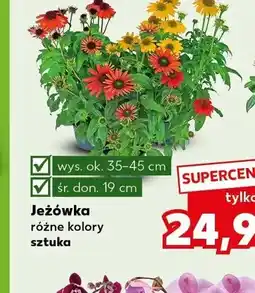 Kaufland Jeżówka oferta