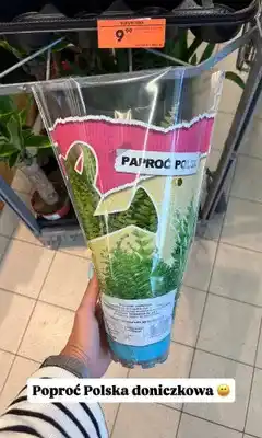 Biedronka Paproć Polska doniczkowa oferta