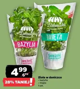 Netto Zioła w doniczce > bazylia > mięta oferta