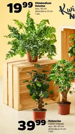 Netto Phlebodium Davana oferta