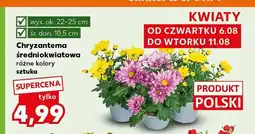Kaufland Chryzantema średniokwiatowa oferta
