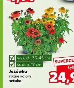 Kaufland Jeżówka oferta