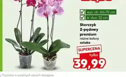Kaufland Storczyk 2-pędowy premium oferta