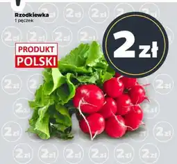 Netto Rzodkiewka oferta