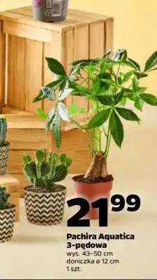 Netto Pachira Aquatica 3-pędowa oferta