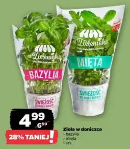 Netto Zioła w doniczce oferta