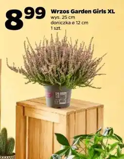 Netto Wrzos Garden Girls XL oferta