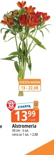 E.Leclerc Alstromeria 50 cm oferta
