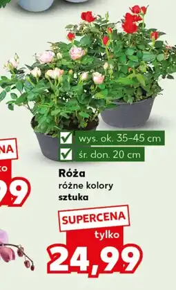 Kaufland Róża Ok oferta