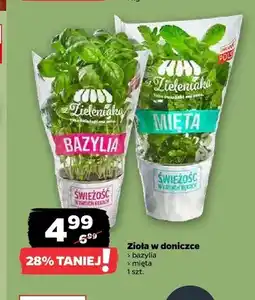Netto Bazylia w doniczce Zieleniak oferta