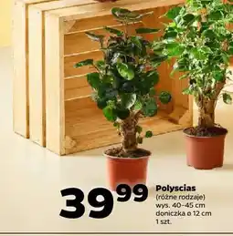 Netto Polyscias oferta