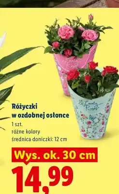 Lidl Różyczki w ozdobnej osłonce oferta